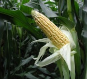 Energiepflanze Mais