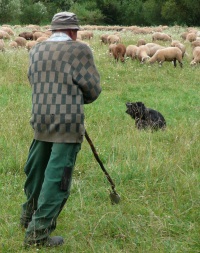 Schafhaltung