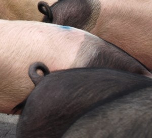 Schwäbisch Hällische-Landschweine