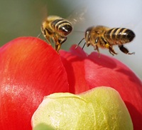 Gesunde Bienen