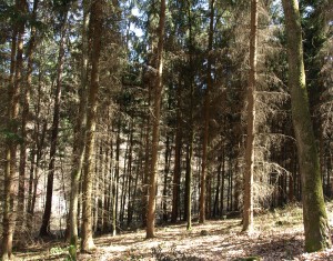 Waldzustandserhebung Bayern 2013