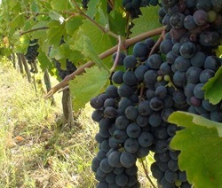 Weinbau in Bordeaux
