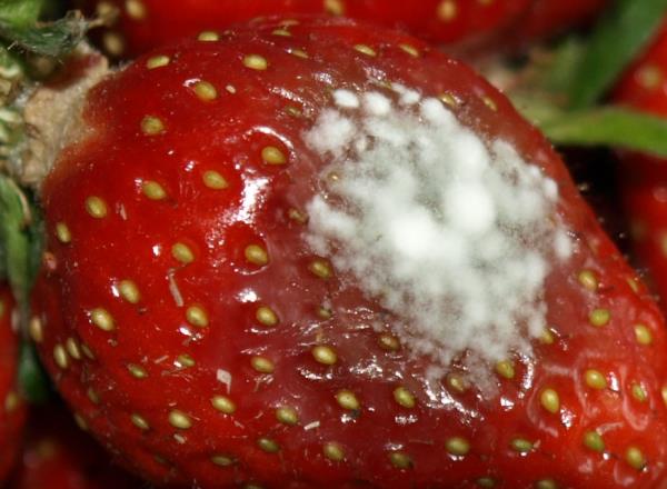Schimmel an Erdbeeren