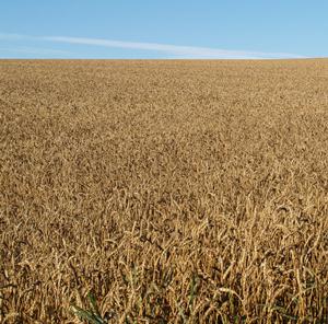 Getreideanbaufläche 2014