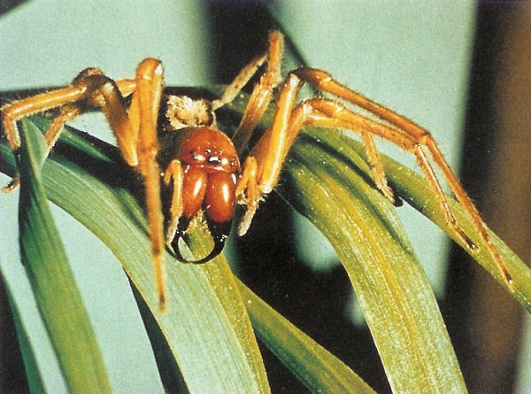 Dornfinger Die Giftigste Spinne In Deutschland Proplanta De