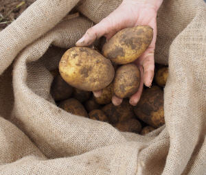 Kleine Kartoffelernte 2013