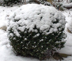 Buchsbaum im Winter