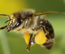 Bienen in Brandenburg