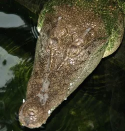 Alligatorblut