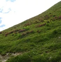 Naturschutz in den Alpen
