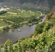 Weinbau Pfalz
