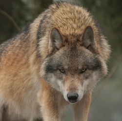 Schutz gegen Wölfe