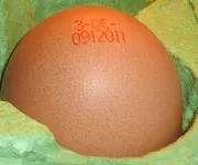 Fast jeden Tag ein Ei