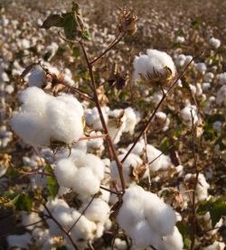 GVO-Zulassungen Baumwolle