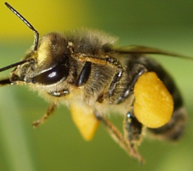 Bienensterben durch Neonicotinoide?