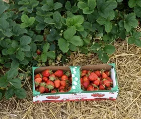 Erdbeeren aus Mecklenburg-Vorpommern