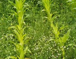 Tipps zur chemischen Unkrautbekmpfung in Mais