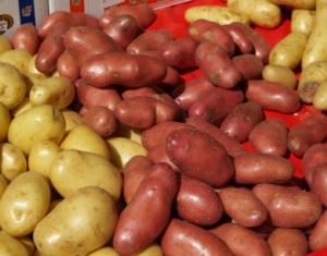 Kartoffelmarkt 2015