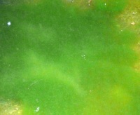 Biokraftstoffe aus Algen