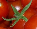 Bltenendfule - Kalziummangel bei Tomaten