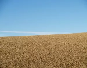 Anbauflche Getreide Weizen Mais Raps