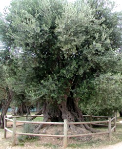 Olivenfruchtfliege - Bactrocera oleae bekämpfen