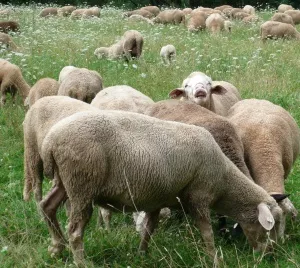 Schafe in Gefahr?