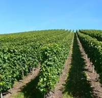 Regionaler Weinbau