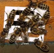 Bienenstockwaage