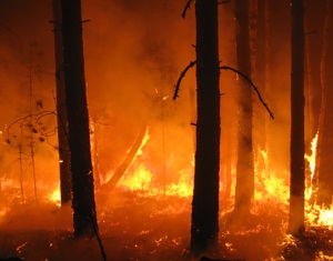Waldbrände 2015