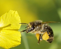 Bienen besser geschützt?
