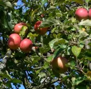 Apfelanbau