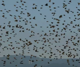 Vogelschwarm