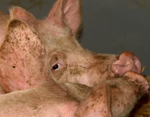 Große Verluste für Schweinehalter