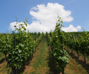 Gebietsversammlungen Weinbau 2016