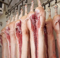Schweinefleisch-Preisverfall