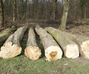 Holzeinschlag in Rheinland-Pfalz