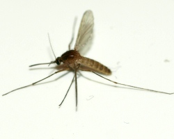 Erreger in Mücken unschädlich machen