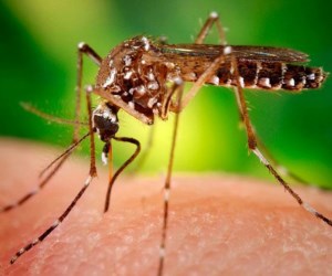 Überträger Zika-Virus