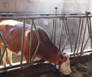 Rinderbestand in Thüringen 2016
