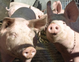 Fütterungsversuche bei Schweinen