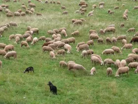 Schafe in Rheinland-Pfalz 2014
