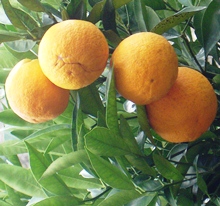 Orangen auf Mallorca in Gefahr