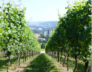 Weinbau ohne Pflanzenschutzmittel?