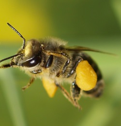 Bienen in Not