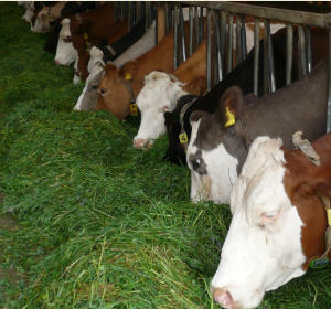Gesunde Rinder in Rheinland-Pfalz