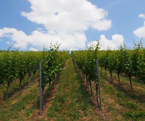 Weinbau in Norddeutschland