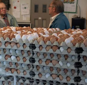 Eierproduktion Rheinland-Pfalz 2013