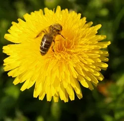 Bienenpest