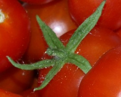 Kennzeichnungspflicht Tomaten